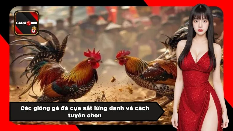 Các giống gà đá cựa sắt lừng danh và cách tuyển chọn