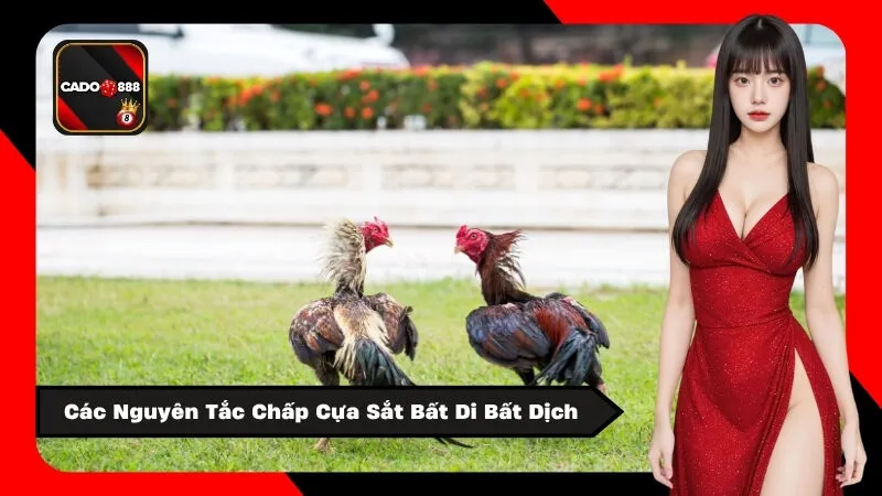 Các Nguyên Tắc Chấp Cựa Sắt Bất Di Bất Dịch