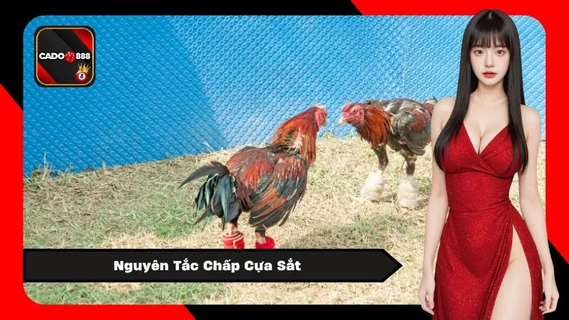 Nguyên Tắc Chấp Cựa Sắt