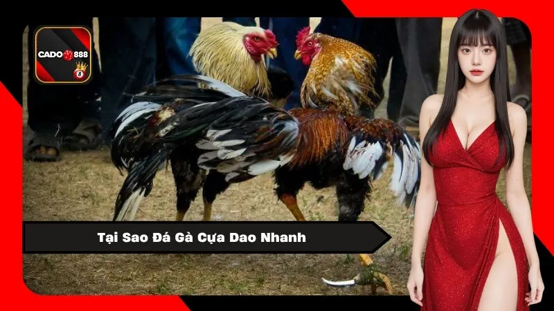 Tại Sao Đá Gà Cựa Dao Nhanh