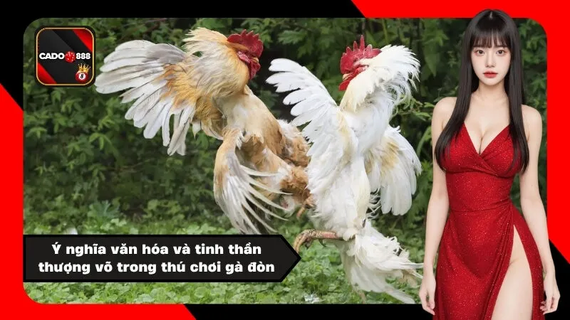 Ý nghĩa văn hóa và tinh thần thượng võ trong thú chơi gà đòn